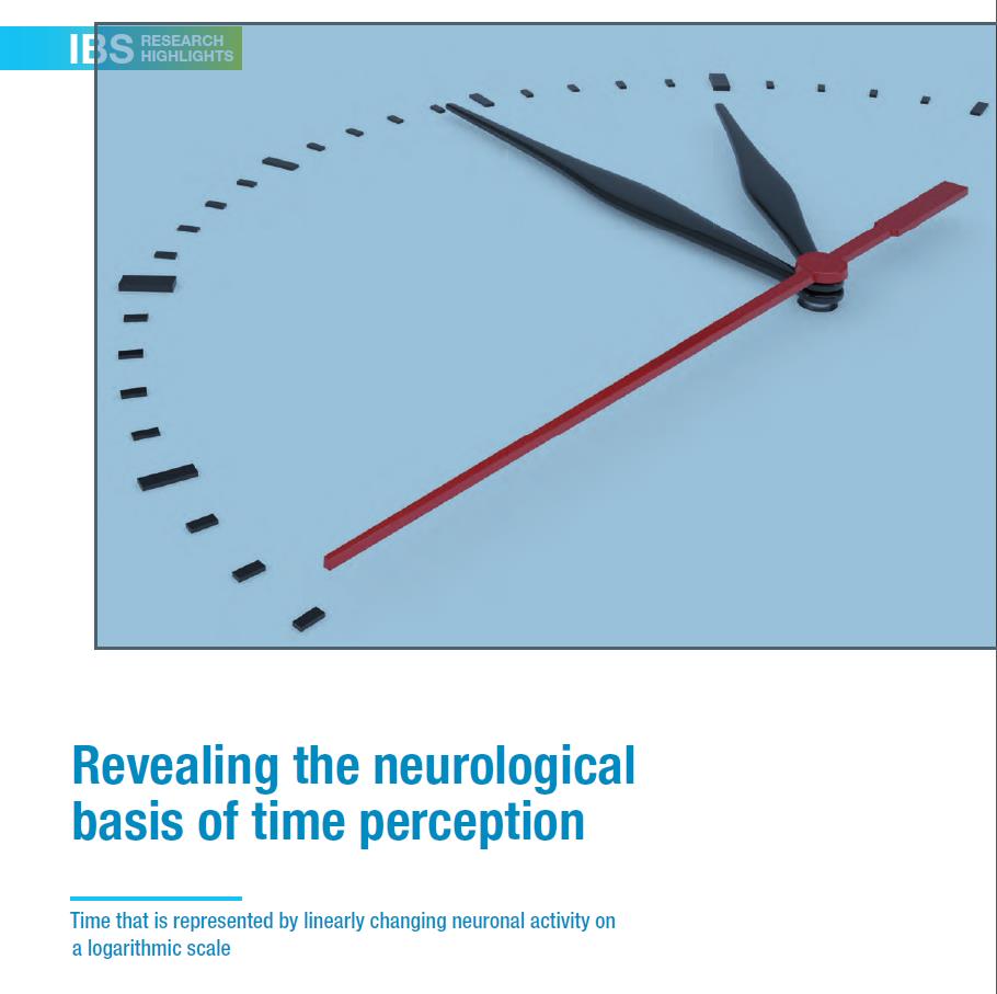 [IBS Research 2] Revealing the neurological basis of time perception 사진