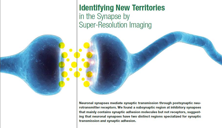 [IBS Research 1] Identifying New Territories in the Synapse by Super-Resolution Imaging 사진